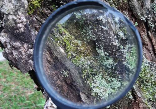 Aula prática para a coleta de exemplares botânicos