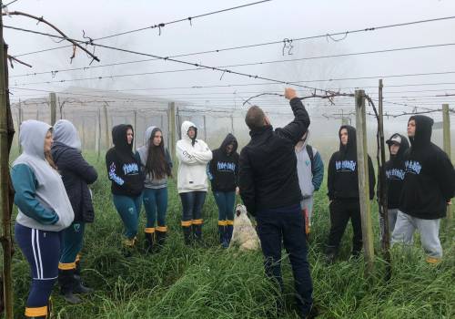 Manejo e cultivo da videira