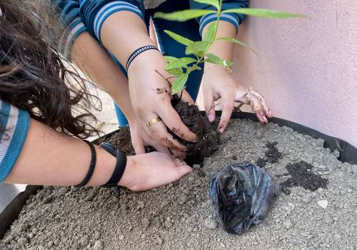 Sementes Crioulas 2022